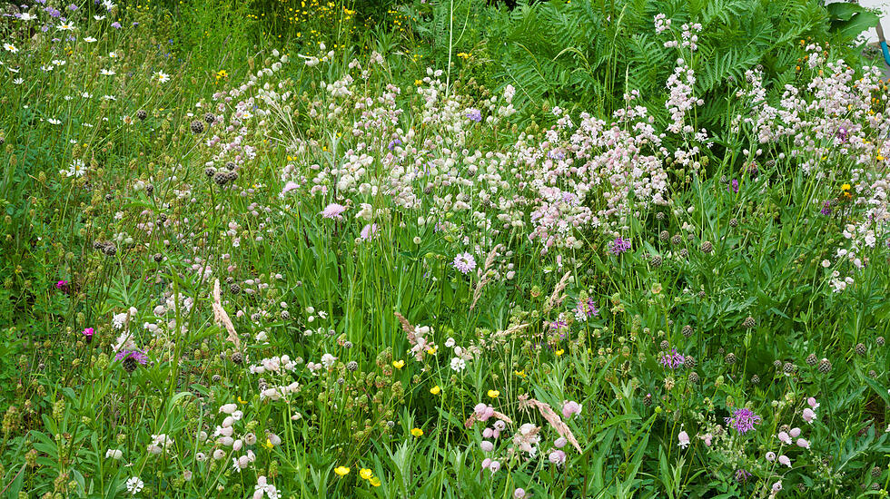 Wildblumenwiese im Mai