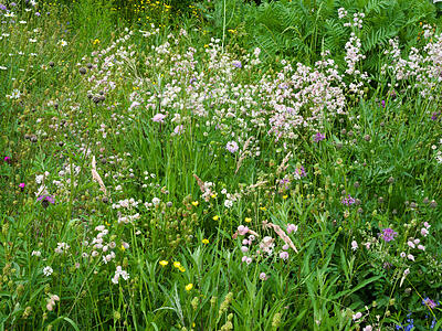 Wildblumenwiese im Mai