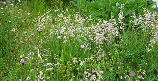 Wildblumenwiese im Mai