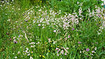 Wildblumenwiese im Mai