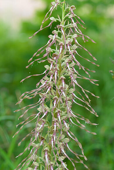 Orchidee