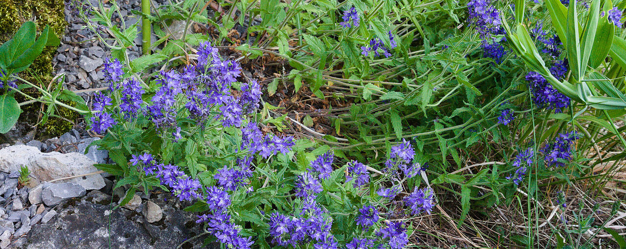 &Ouml;sterreichischer Ehrenpreis im Mai