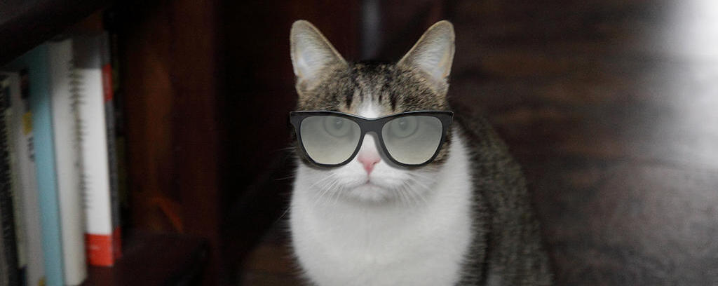 Brillenkatze
