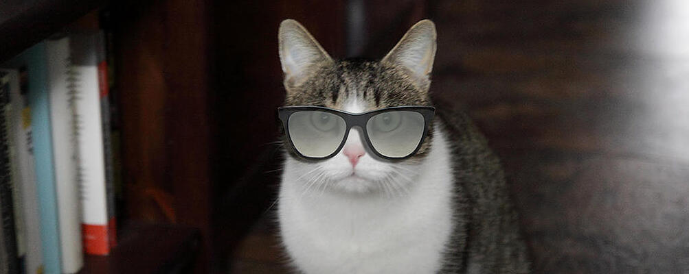 Brillenkatze