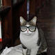 Brillenkatze