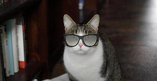 Brillenkatze