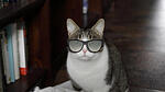 Brillenkatze