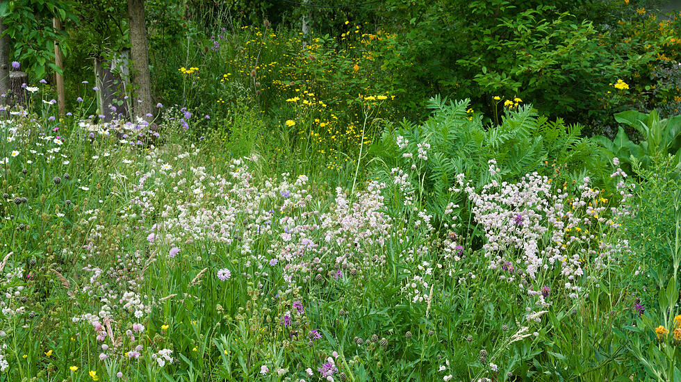 Wildblumenwiese im Mai