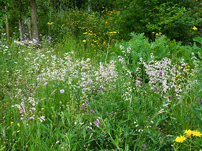 Wildblumenwiese im Mai