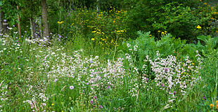 Wildblumenwiese im Mai