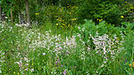 Wildblumenwiese im Mai