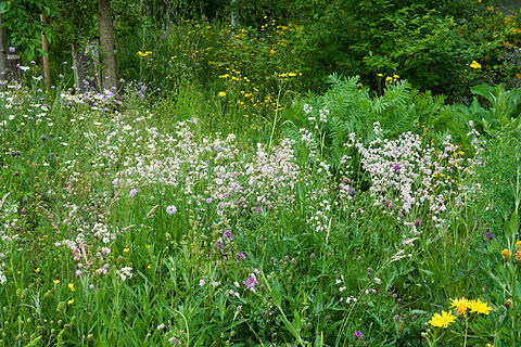 Wildblumenwiese im Mai