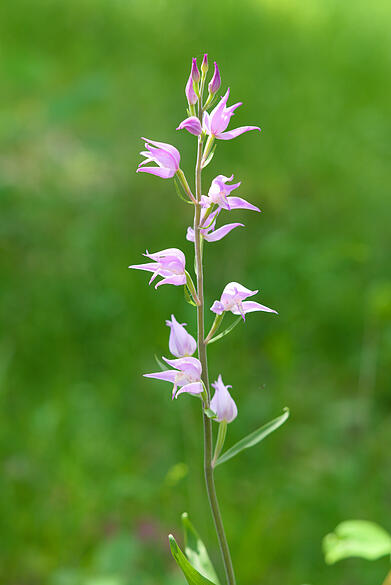 Orchidee