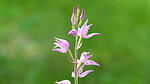 Orchidee