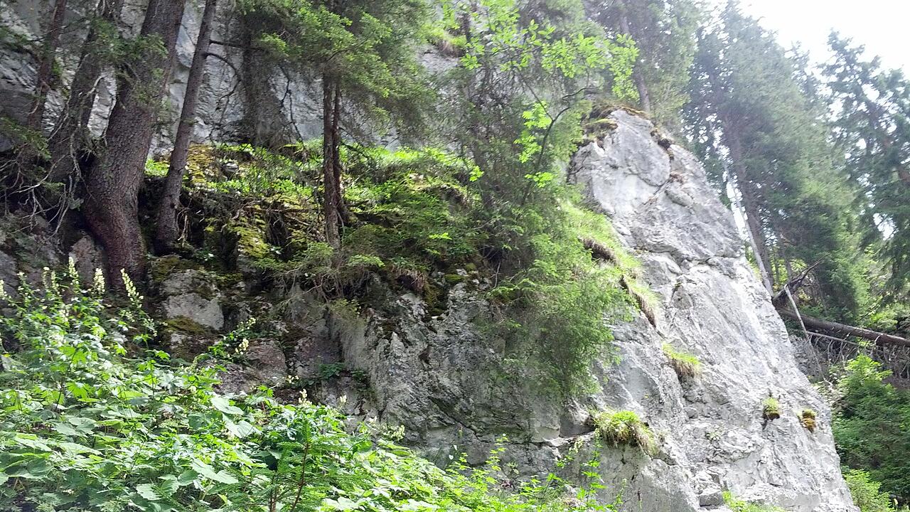 Bergwald