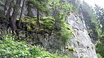 Bergwald