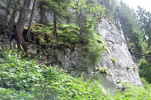 Bergwald