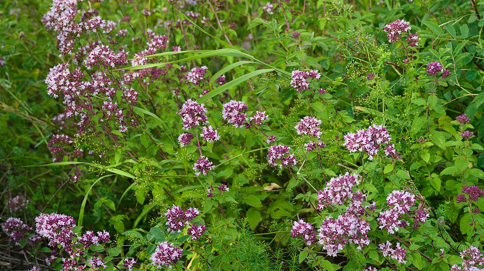 Oregano im Juli
