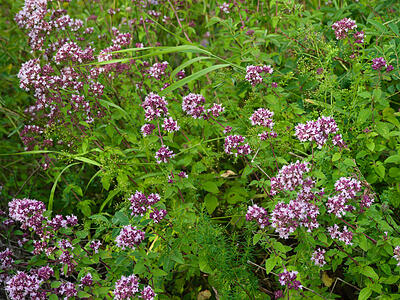 Oregano im Juli