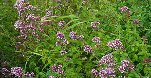 Oregano im Juli
