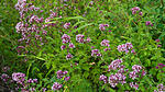 Oregano im Juli