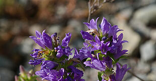 Knäulglockenblume im Juli
