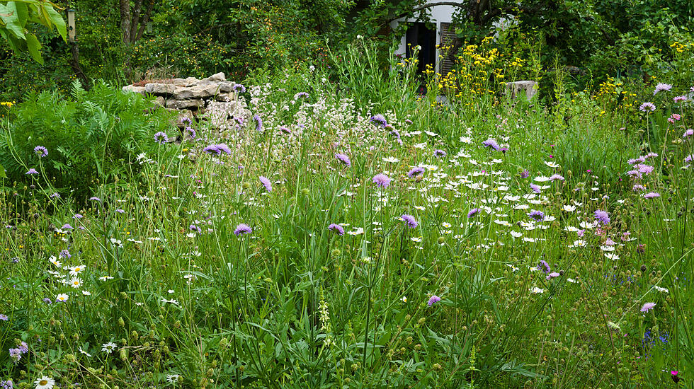 Wildblumenwiese im Mai