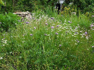 Wildblumenwiese im Mai