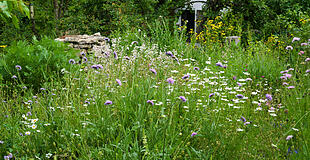 Wildblumenwiese im Mai