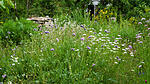 Wildblumenwiese im Mai