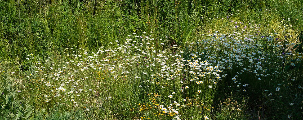 Wildblumenwiese im Juni