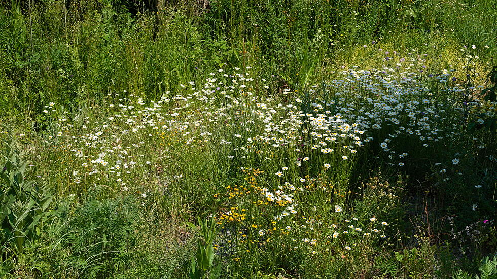 Wildblumenwiese im Juni