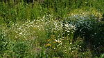 Wildblumenwiese im Juni
