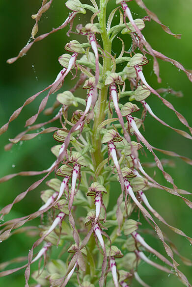 Orchidee