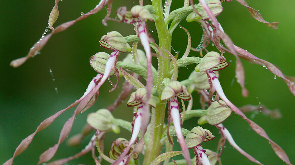 Orchidee