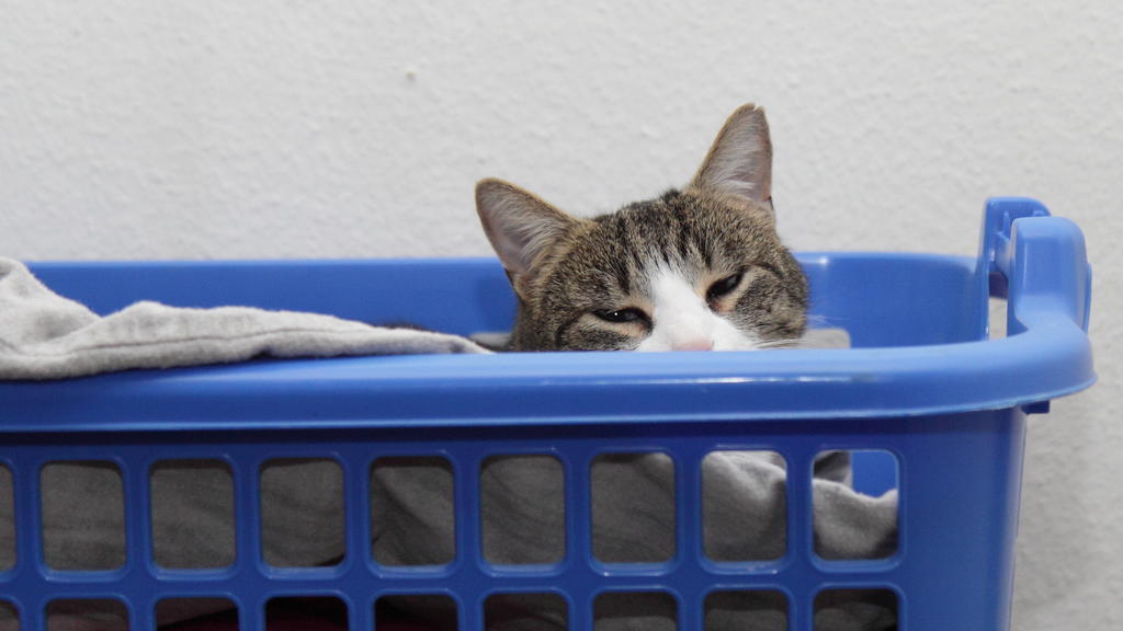 Wäschekatze