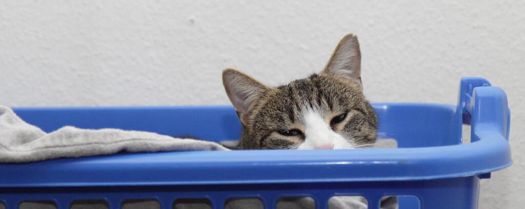 Wäschekatze