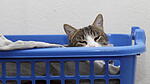 W&auml;schekatze