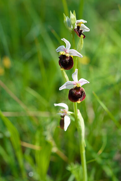Orchidee