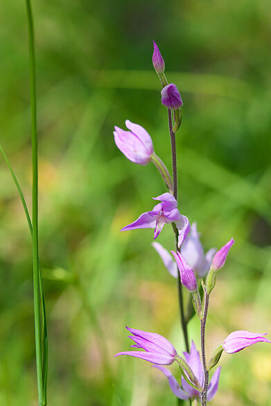 Orchidee