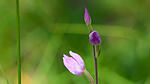 Orchidee
