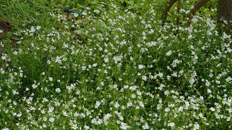 Sternmiere  im April
