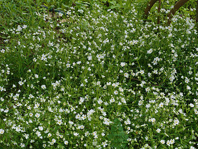 Sternmiere  im April