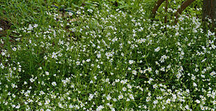 Sternmiere  im April