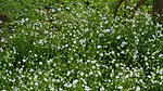 Sternmiere  im April