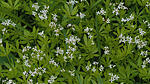 Waldmeister  im April