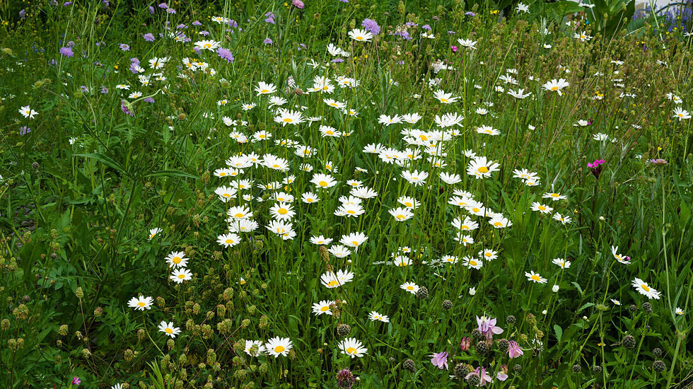 Wildblumenwiese im Mai