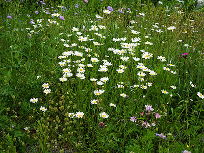 Wildblumenwiese im Mai