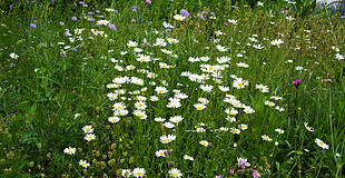 Wildblumenwiese im Mai