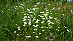 Wildblumenwiese im Mai